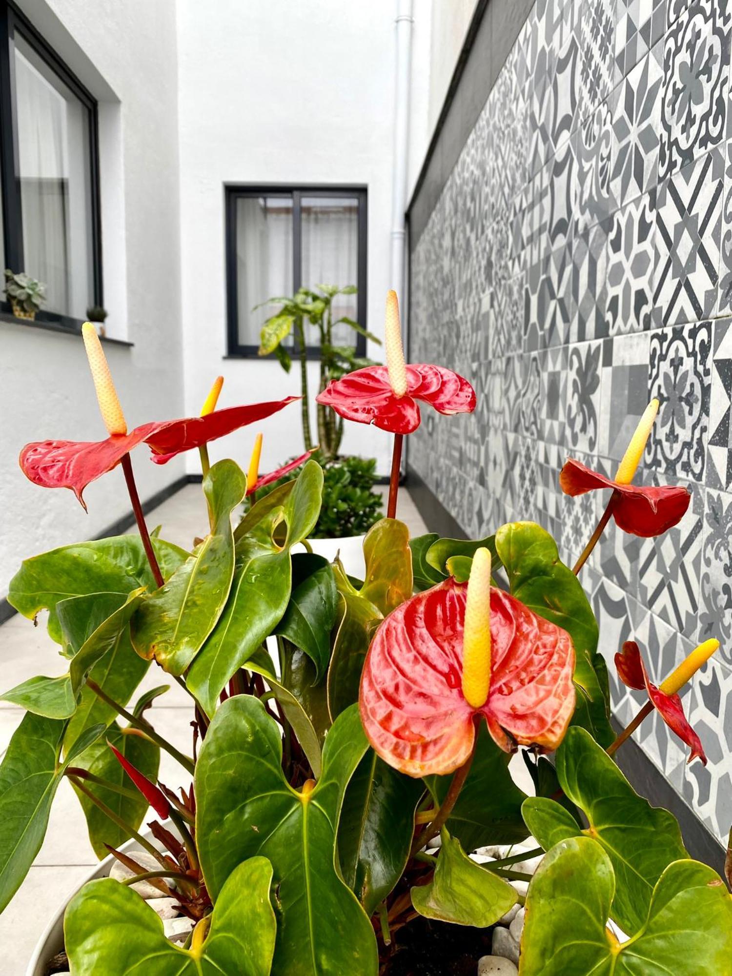 Iris House Al Azores Ponta Delgada Exterior foto